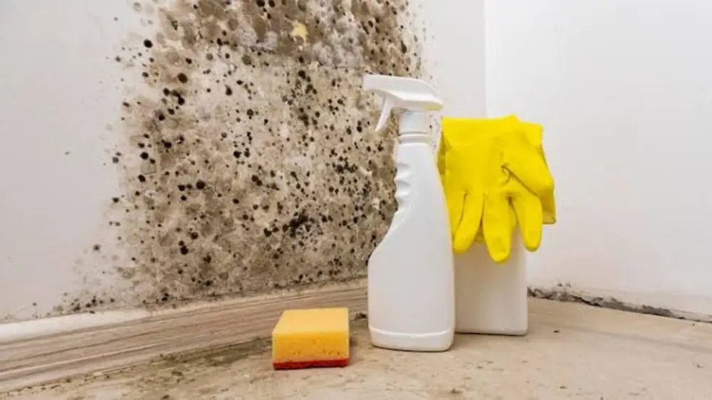 Mold on a wall corner with a spray bottle, sponge and rubber gloves