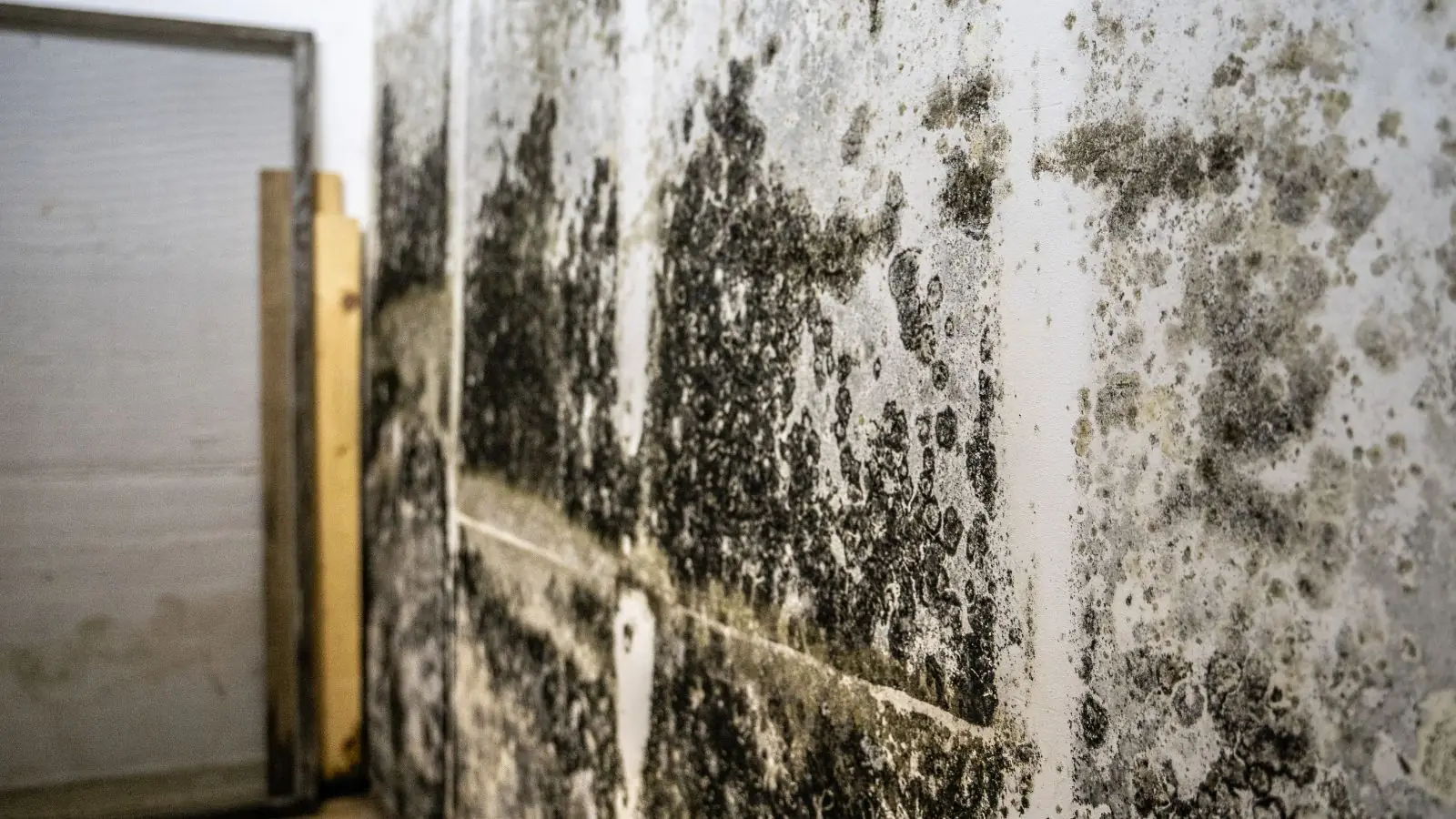 Heavy black mold growth across a wall beside a wooden stud