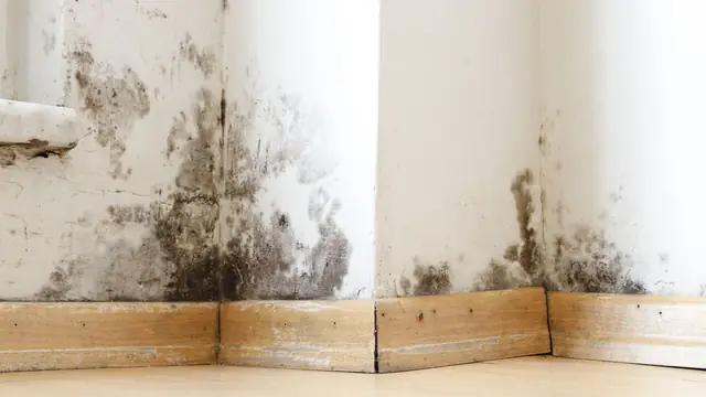 Black mold along a wall corner and baseboards