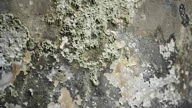 Close view of mold and peeling paint on a damp surface