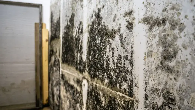 Heavy black mold growth across a wall beside a wooden stud